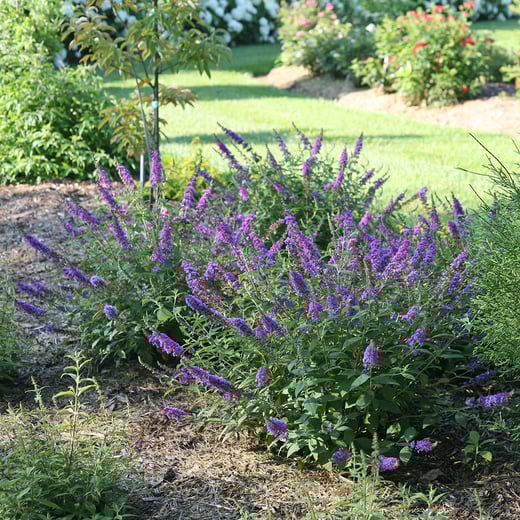 Buddleia Lo Behold Blue Chip Jr 3