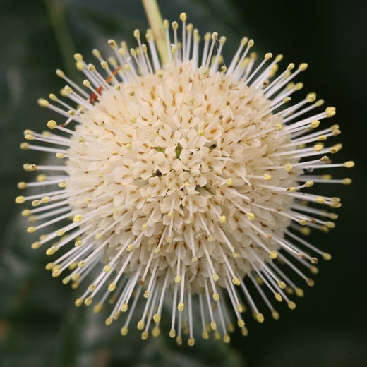 Cephalanthus Sugar Shack 5