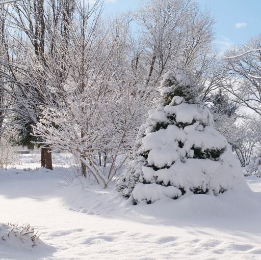 Chamaecyparis Haywire P1129487small crop