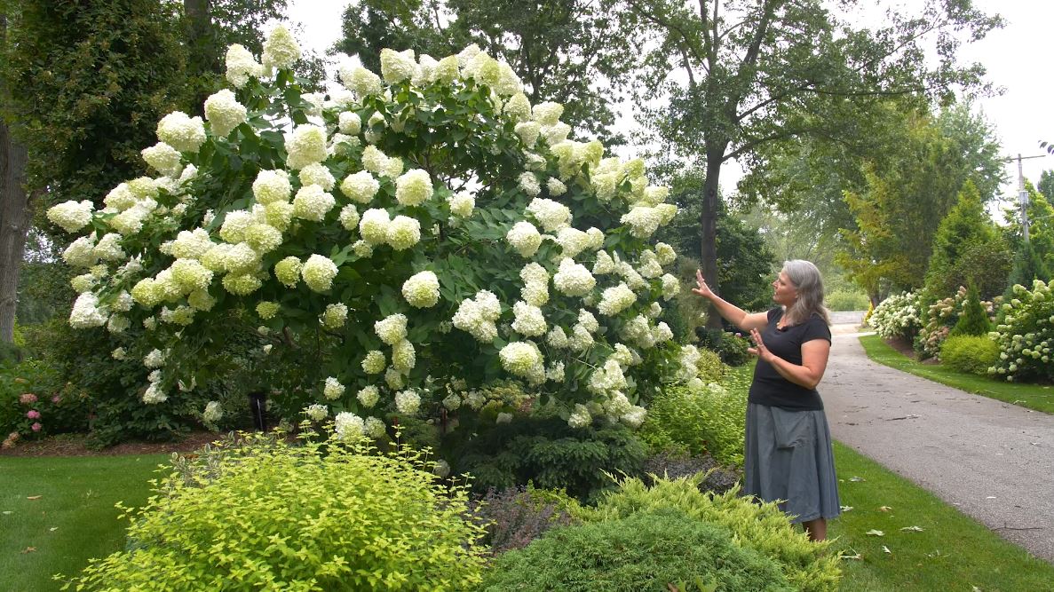 Comparing Lime Hydrangeas_Thumbnail
