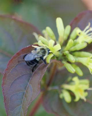 A bee visits the flowers on Kodiak Black diervilla.