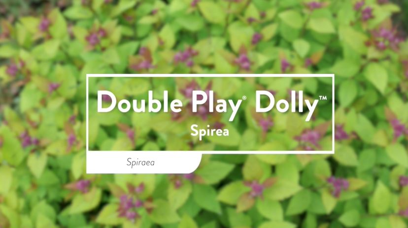 Double Play Dolly_Thumbnail