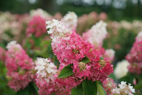 Hydrangea paniculata Pinky Winky Prime DSC02570-600x400-bf06395