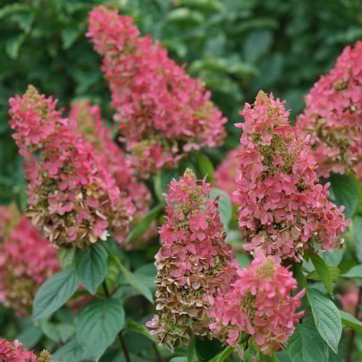Hydrangea paniculata Pinky Winky Prime DSC03286-1080x1080-2edbffd