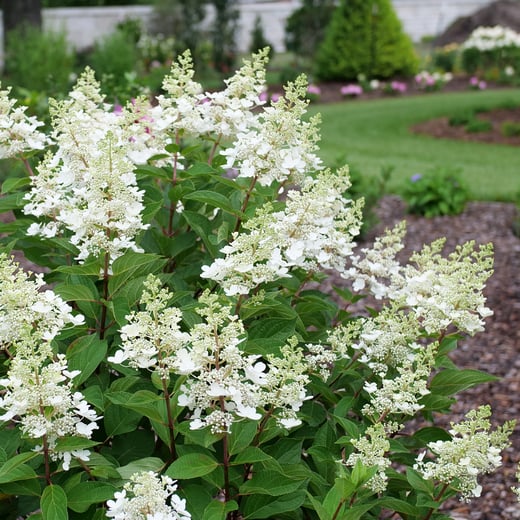 Hydrangea paniculata Pinky Winky Prime P1207553-1080x1080-e7f95b7