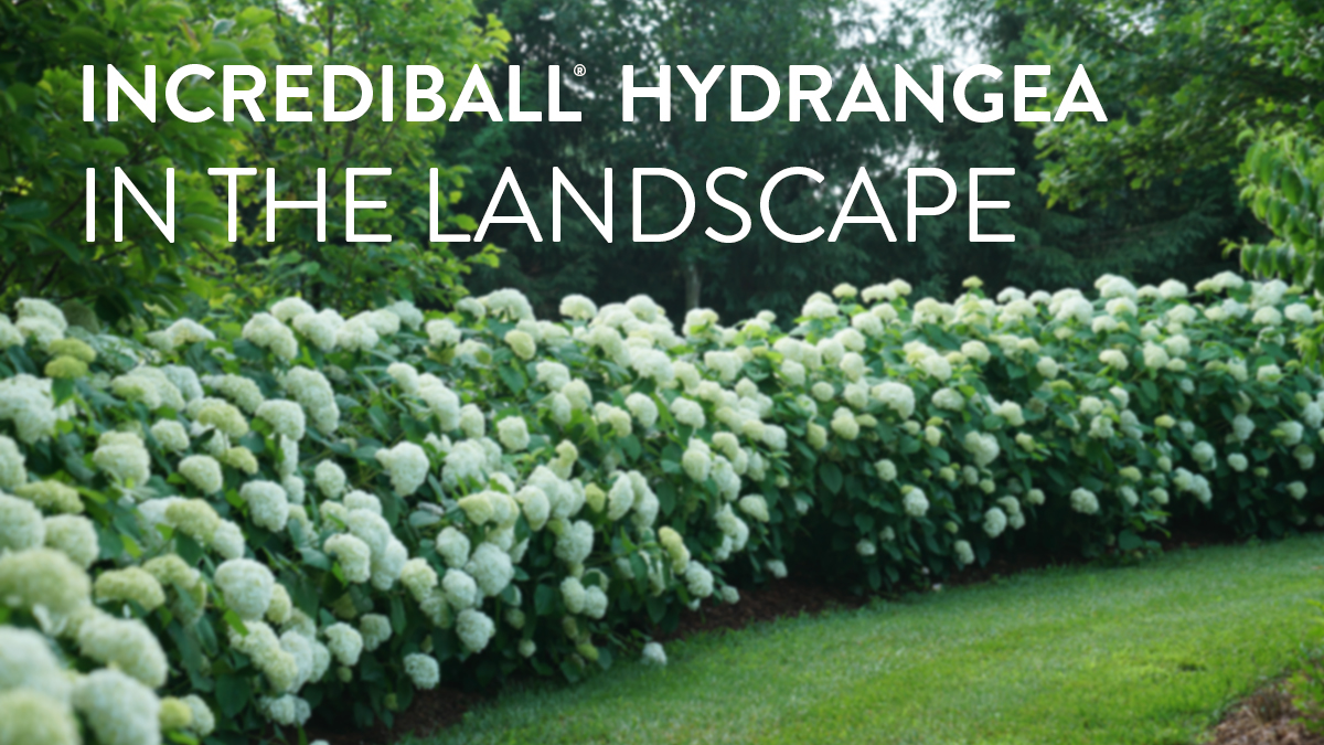 Jane - Incrediball Landscape_Thumbnail