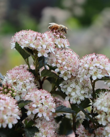A Tiny Wine ninebark in full bloom in early summer, attracting a small honeybee.