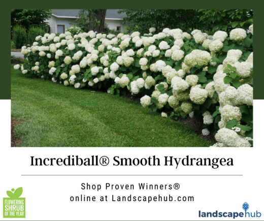 Proven_Winners_LandscapeHub Incrediball image small