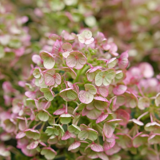 hydrangea-paniculata-tiny-quick-fire-2