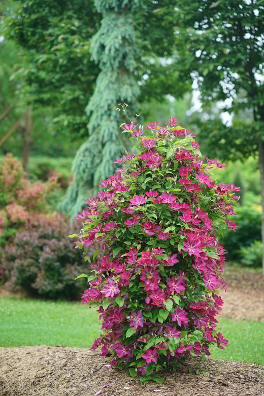 Clematis Viva Polonia DSC06474
